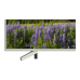 KD-55XF7077